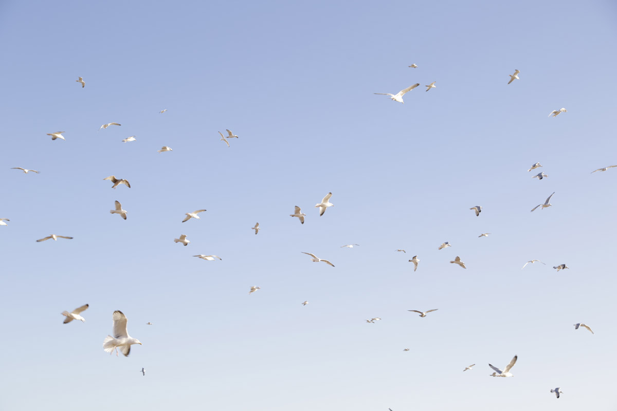 Can I take my knitting needles on a plane? Wool and the Gang Blog